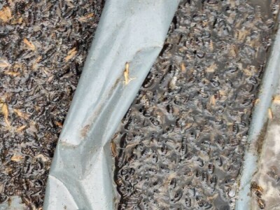 Mstarski pčelari zabrinuti zbog uginuća pčela Mstarski pčelari zabrinuti zbog uginuća pčela