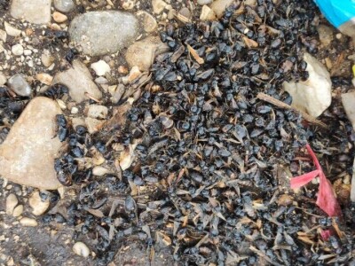 Mstarski pčelari zabrinuti zbog uginuća pčela Mstarski pčelari zabrinuti zbog uginuća pčela