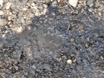 Mstarski pčelari zabrinuti zbog uginuća pčela Mstarski pčelari zabrinuti zbog uginuća pčela