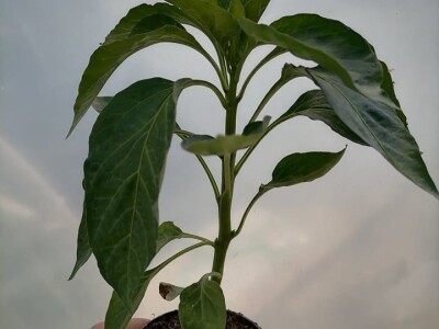 Muharem Ramljak: Zahvalni smo Adnanu na pomoći, vraća nadu u dobre ljude