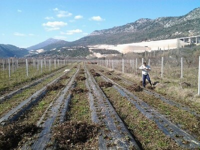 Mukotrpan uzgoj jagoda u polju Bunina
