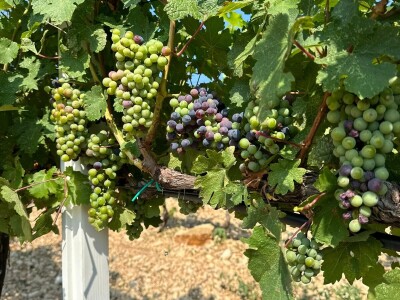 TOPLINSKI VAL - Kako je  Colićev sustav spasio vinograd Bože Bačića