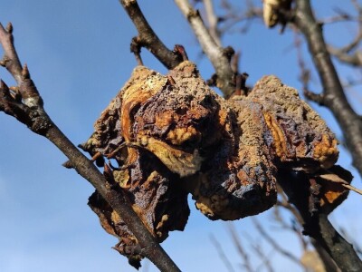 Mumificirani plodovi šljiva