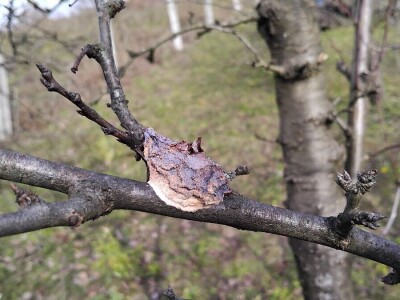 Mumificirani plodovi šljiva