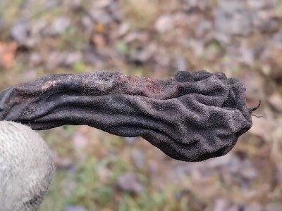 Mumificirani plodovi šljiva