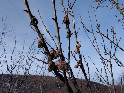 Mumificirani plodovi šljiva