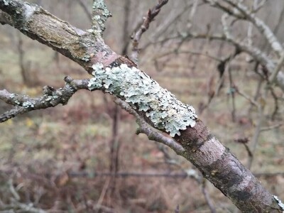 Mumificirani plodovi šljiva