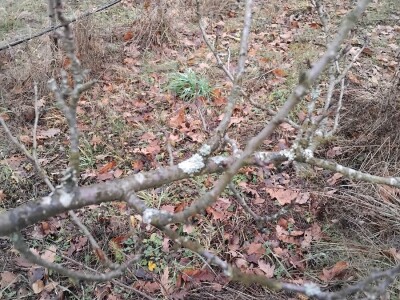 Mumificirani plodovi šljiva