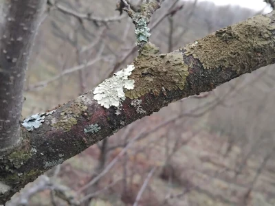 Mumificirani plodovi šljiva