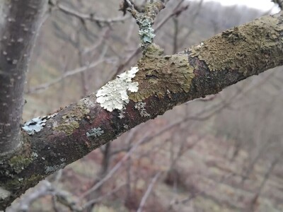 Mumificirani plodovi šljiva