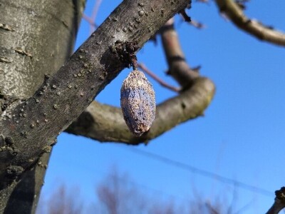 Mumije na plodovima voćaka Mumije na plodovima voćaka