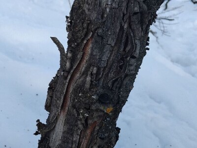 Mumije na plodovima voćaka Mumije na plodovima voćaka