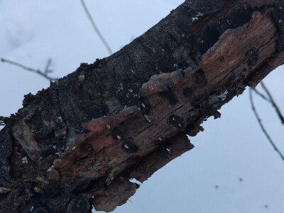 Mumije na plodovima voćaka Mumije na plodovima voćaka