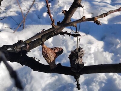 Mumije na plodovima voćaka Mumije na plodovima voćaka