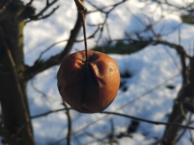 Mumije na plodovima voćaka Mumije na plodovima voćaka