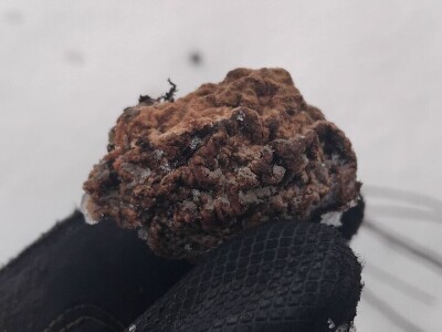 Mumije na plodovima voćaka Mumije na plodovima voćaka