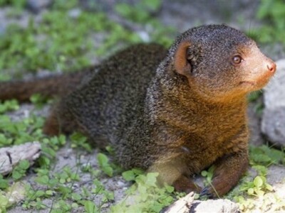 Mungos snimljen na otoku Mljetu