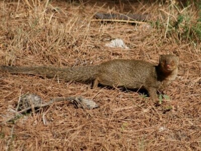 Mungos na otoku Mljetu davi perad...