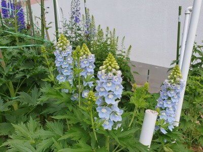 Muris Pašanović: Delfinijum je kralj cvijeća, a nije ga teško uzgajati