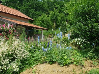 Muris Pašanović: Delfinijum je kralj cvijeća, a nije ga teško uzgajati
