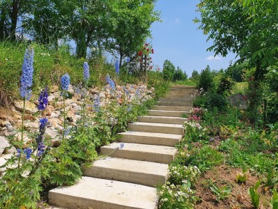Muris Pašanović: Delfinijum je kralj cvijeća, a nije ga teško uzgajati