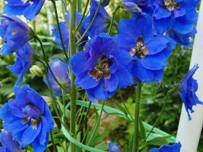 Muris Pašanović: Delfinijum je kralj cvijeća, a nije ga teško uzgajati