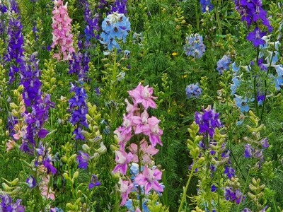 Muris Pašanović: Delfinijum je kralj cvijeća, a nije ga teško uzgajati