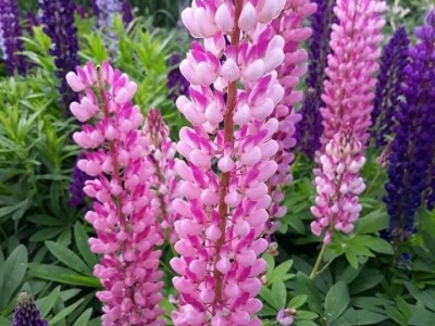 Muris Pašanović: Delfinijum je kralj cvijeća, a nije ga teško uzgajati