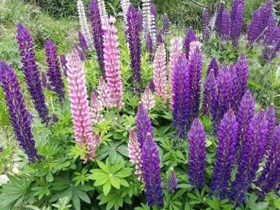 Muris Pašanović: Delfinijum je kralj cvijeća, a nije ga teško uzgajati