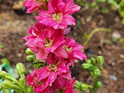 Muris Pašanović: Delfinijum je kralj cvijeća, a nije ga teško uzgajati