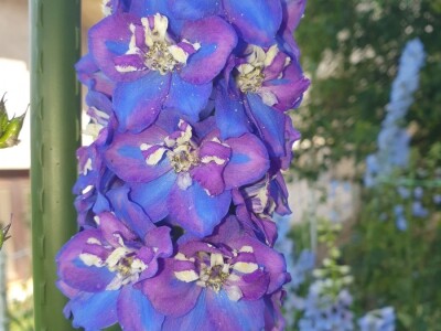 Muris Pašanović: Delfinijum je kralj cvijeća, a nije ga teško uzgajati