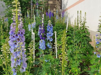 Muris Pašanović: Delfinijum je kralj cvijeća, a nije ga teško uzgajati