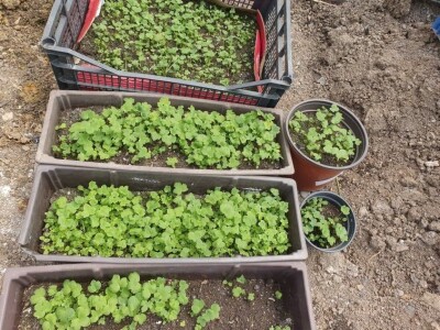 Muris Pašanović: Delfinijum je kralj cvijeća, a nije ga teško uzgajati