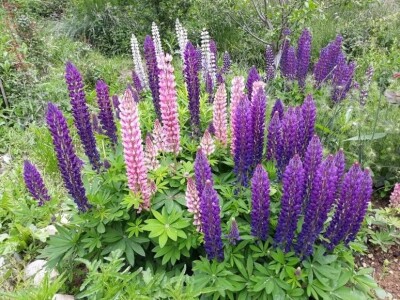 Muris Pašanović: Delfinijum je kralj cvijeća, a nije ga teško uzgajati