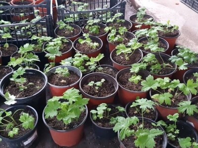 Muris Pašanović: Delfinijum je kralj cvijeća, a nije ga teško uzgajati