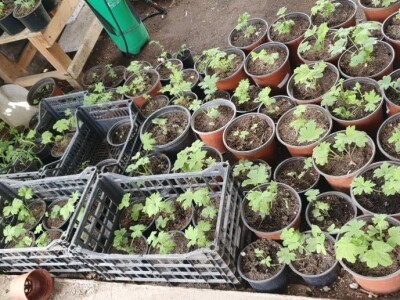 Muris Pašanović: Delfinijum je kralj cvijeća, a nije ga teško uzgajati