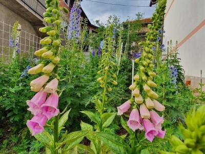 Muris Pašanović: Delfinijum je kralj cvijeća, a nije ga teško uzgajati