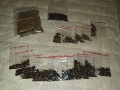 Muris Pašanović: Delfinijum je kralj cvijeća, a nije ga teško uzgajati