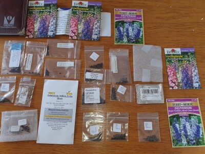 Muris Pašanović: Delfinijum je kralj cvijeća, a nije ga teško uzgajati