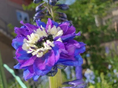 Muris Pašanović: Delfinijum je kralj cvijeća, a nije ga teško uzgajati