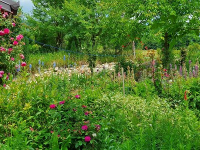 Muris Pašanović: Delfinijum je kralj cvijeća, a nije ga teško uzgajati