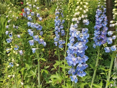 Muris Pašanović: Delfinijum je kralj cvijeća, a nije ga teško uzgajati