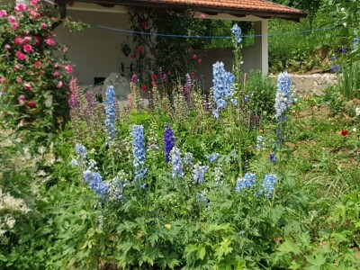 Muris Pašanović: Delfinijum je kralj cvijeća, a nije ga teško uzgajati