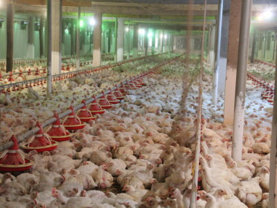 Mušan Duraković spasio i farmu i radnike