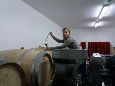 Muškat ruža porečka