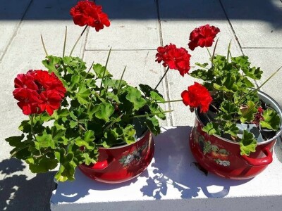 Šerpe umesto saksija