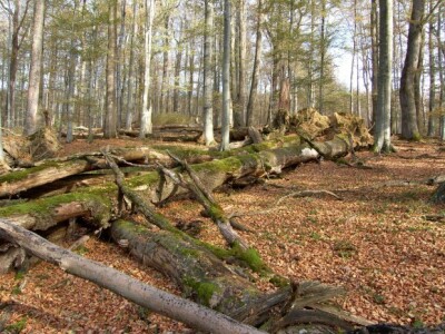 Muški bunar na Psunju Muški bunar na Psunju