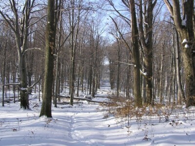 Muški bunar na Psunju Muški bunar na Psunju