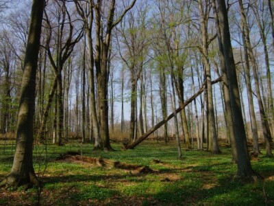 Muški bunar na Psunju Muški bunar na Psunju