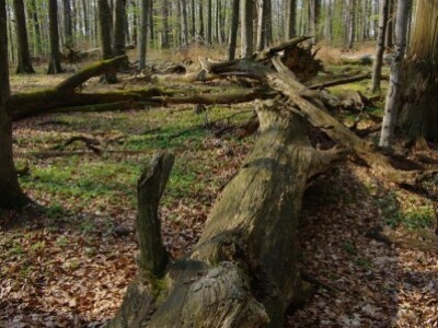 Srušeno drvo Srušeno drvo